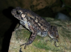 Ingerophrynus biporcatus