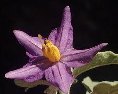 Solanum burchellii