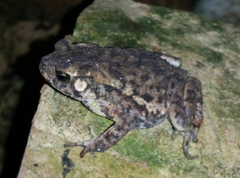 Ingerophrynus biporcatus