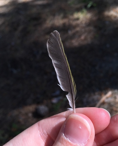 Plume de Pouillot siffleur