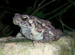 Ingerophrynus biporcatus