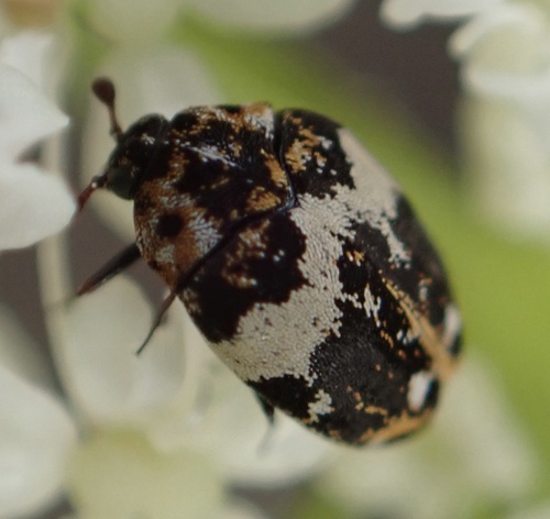 Bird Nest Carpet Beetle, Graafland, Groot-Ammers, South Holland, NL, photo 10 of 10