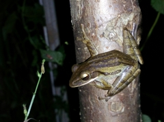 Polypedates leucomystax