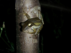 Polypedates leucomystax