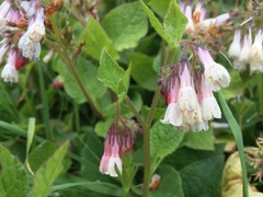 Symphytum × hidcotense