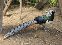 Lady Amherst's Pheasant photo 4