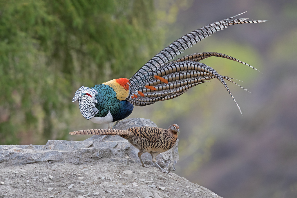 Lady Amherst's Pheasant (Chrysolophus amherstiae) · iNaturalist