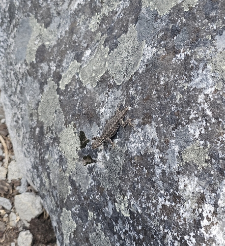 iNaturalist observation photo of Sierra Fence Lizard