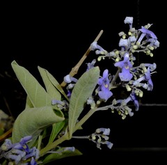 Cornutia pyramidata