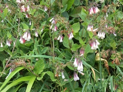 Symphytum × hidcotense