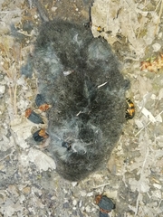 Talpa europaea