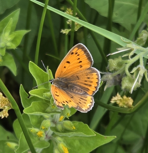 Lycaena dispar