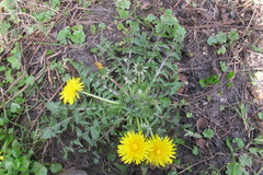 Taraxacum sellandii