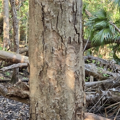 Syzygium nervosum