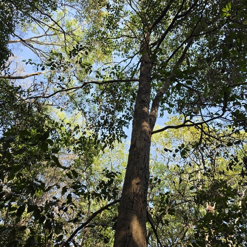 Syzygium nervosum, photograph 1