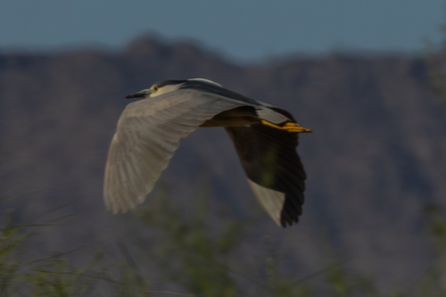 iNaturalist image
