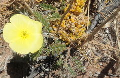 Tribulus cristatus