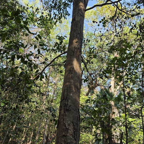 Syzygium nervosum, photograph 3