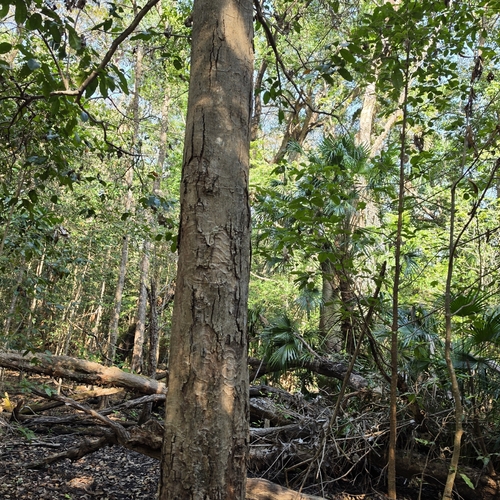 Syzygium nervosum, photograph 4