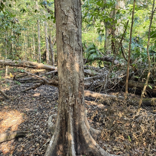 Syzygium nervosum, photograph 5
