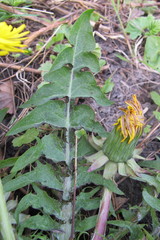 Taraxacum sellandii
