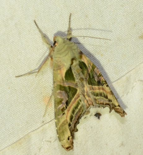 Olive Angle Shades