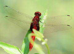 Erythemis mithroides