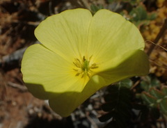 Tribulus cristatus