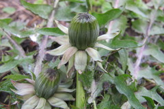 Taraxacum sellandii