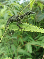 Pseudocalotes tympanistriga