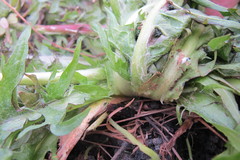 Taraxacum sellandii