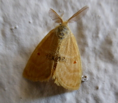 Euproctis bicolor