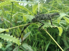 Pseudocalotes tympanistriga