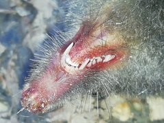 Talpa europaea