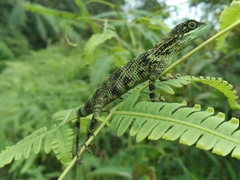 Pseudocalotes tympanistriga