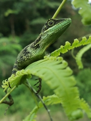 Pseudocalotes tympanistriga