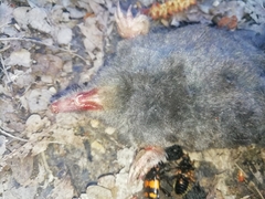 Talpa europaea