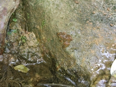 Limnonectes kuhlii
