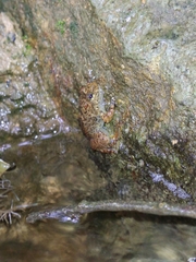 Limnonectes kuhlii