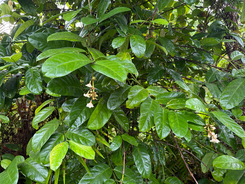 Utania racemosa observed 2026-06-07