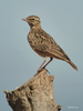 Sun Lark - Photo (c) Nik Borrow, some rights reserved (CC BY-NC), uploaded by Nik Borrow