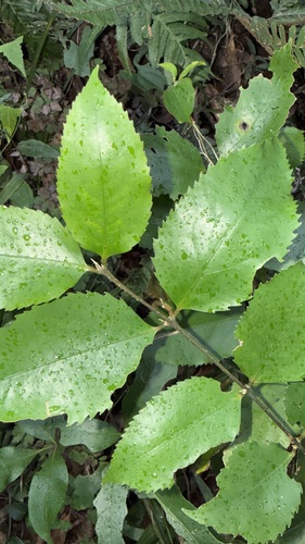 Daphnandra apatela, photograph 5