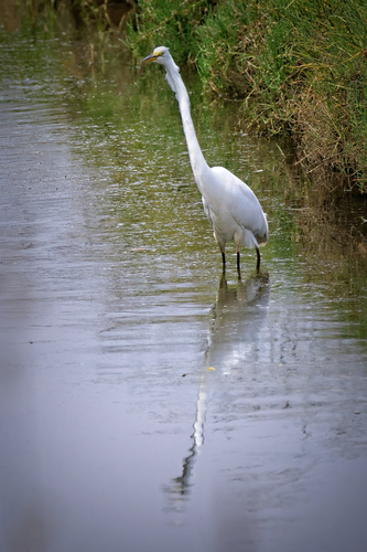 iNaturalist image