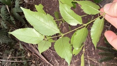 Daphnandra apatela, photograph (c) Brendan McIntyre, some rights reserved (CC BY)