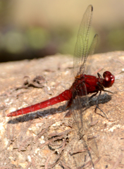 Erythemis mithroides