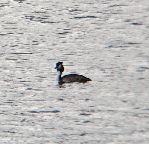 iNaturalist image