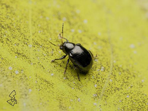Cleoporus, 2026-05-22