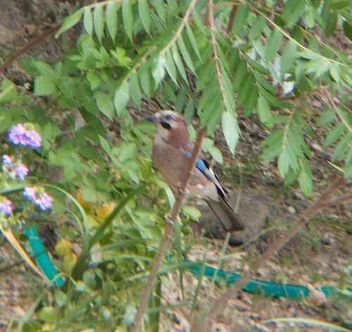 Eurasian Jay