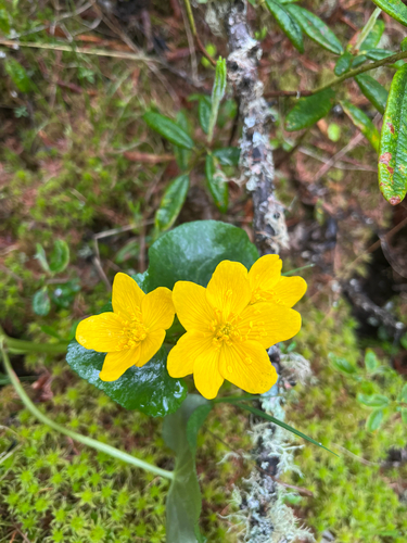 marsh marigold