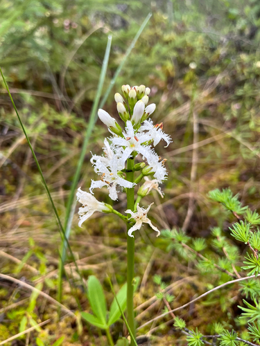 Bogbean
